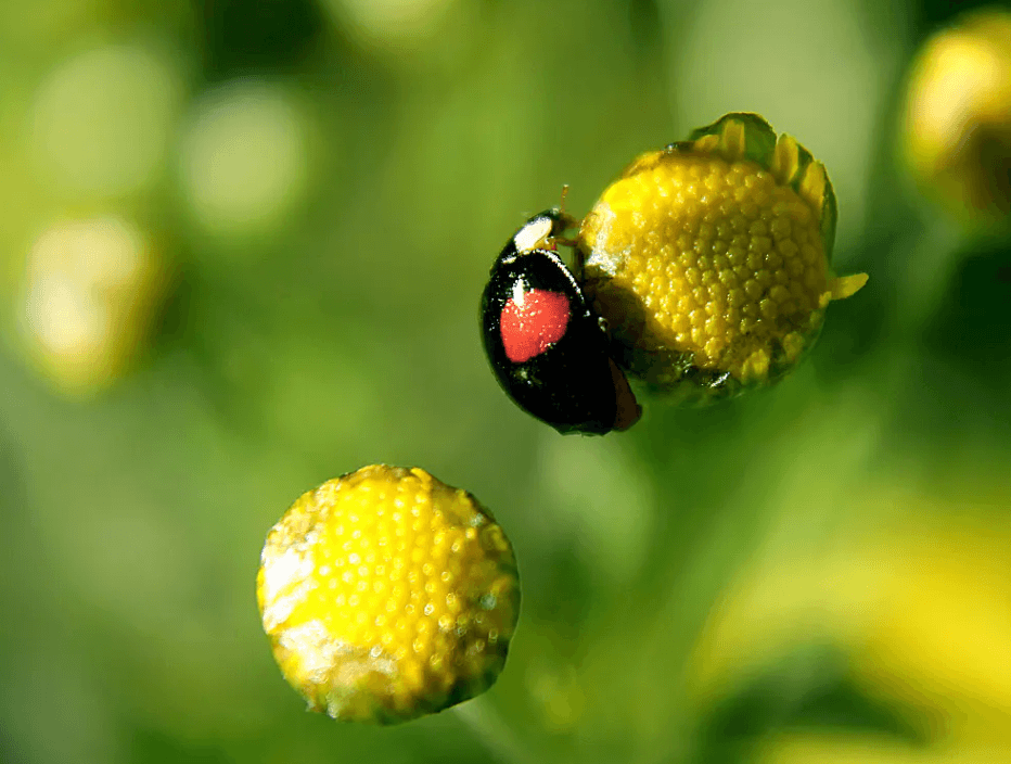 6 Macro photography tips for Beginners