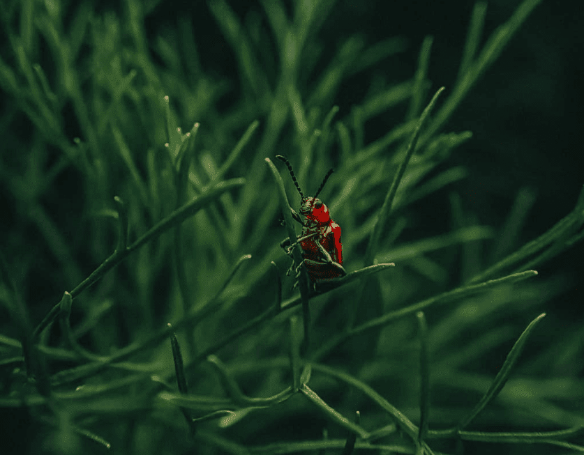 Everything You Need to Know About Macro Photography