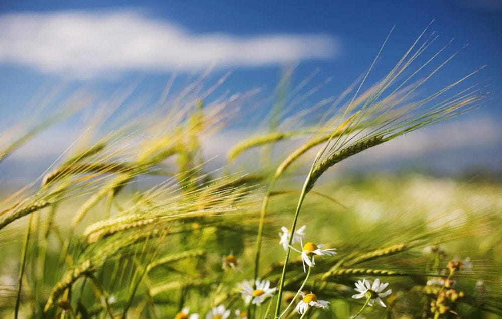 5 Macro photography tips to learn