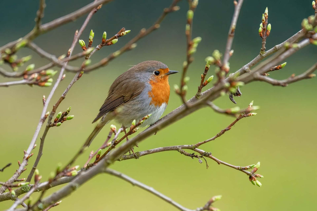 5–10X vs 20–60X Phone Telephoto Lens: Which One Should You Choose?