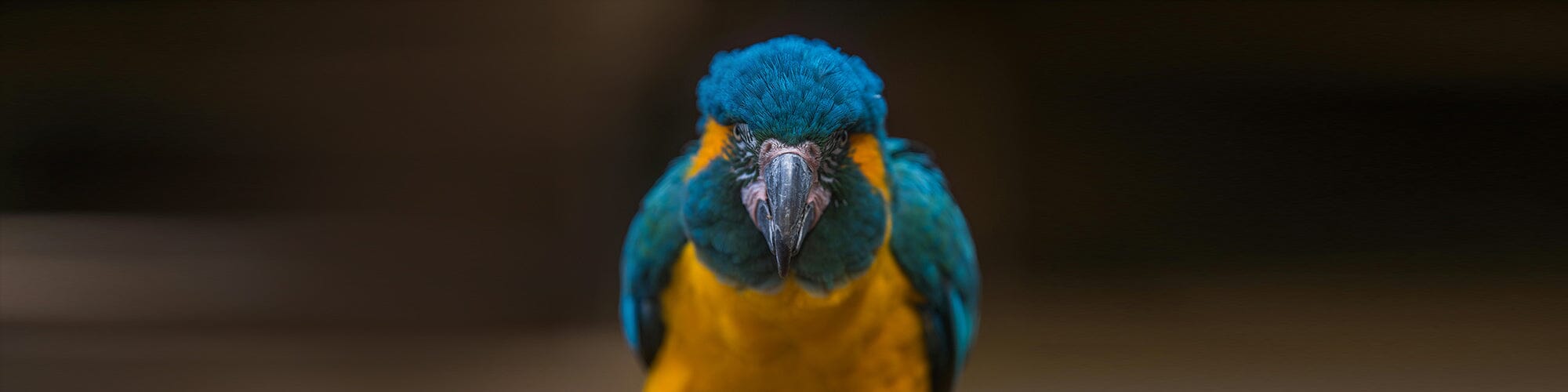 Wildlife Observer