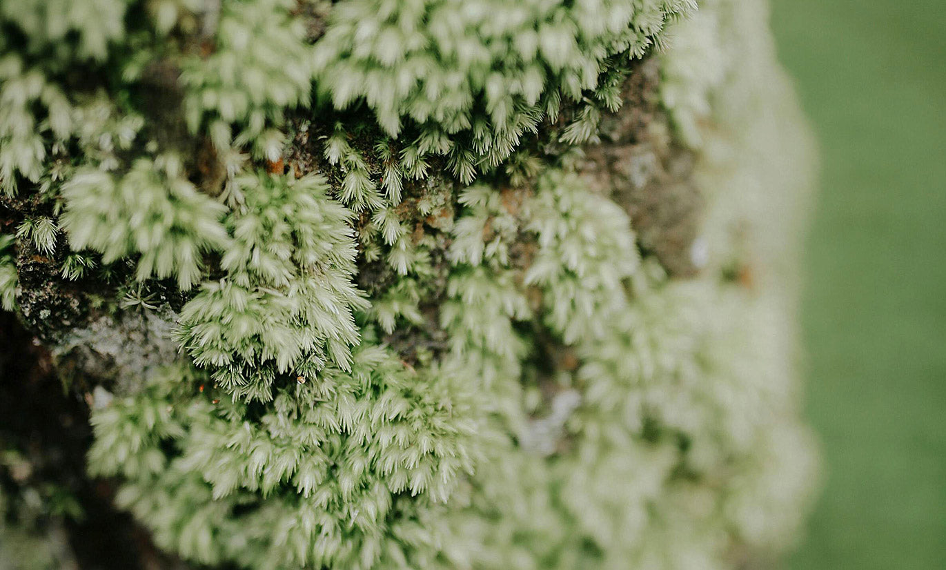 Moss under a Phone microscope