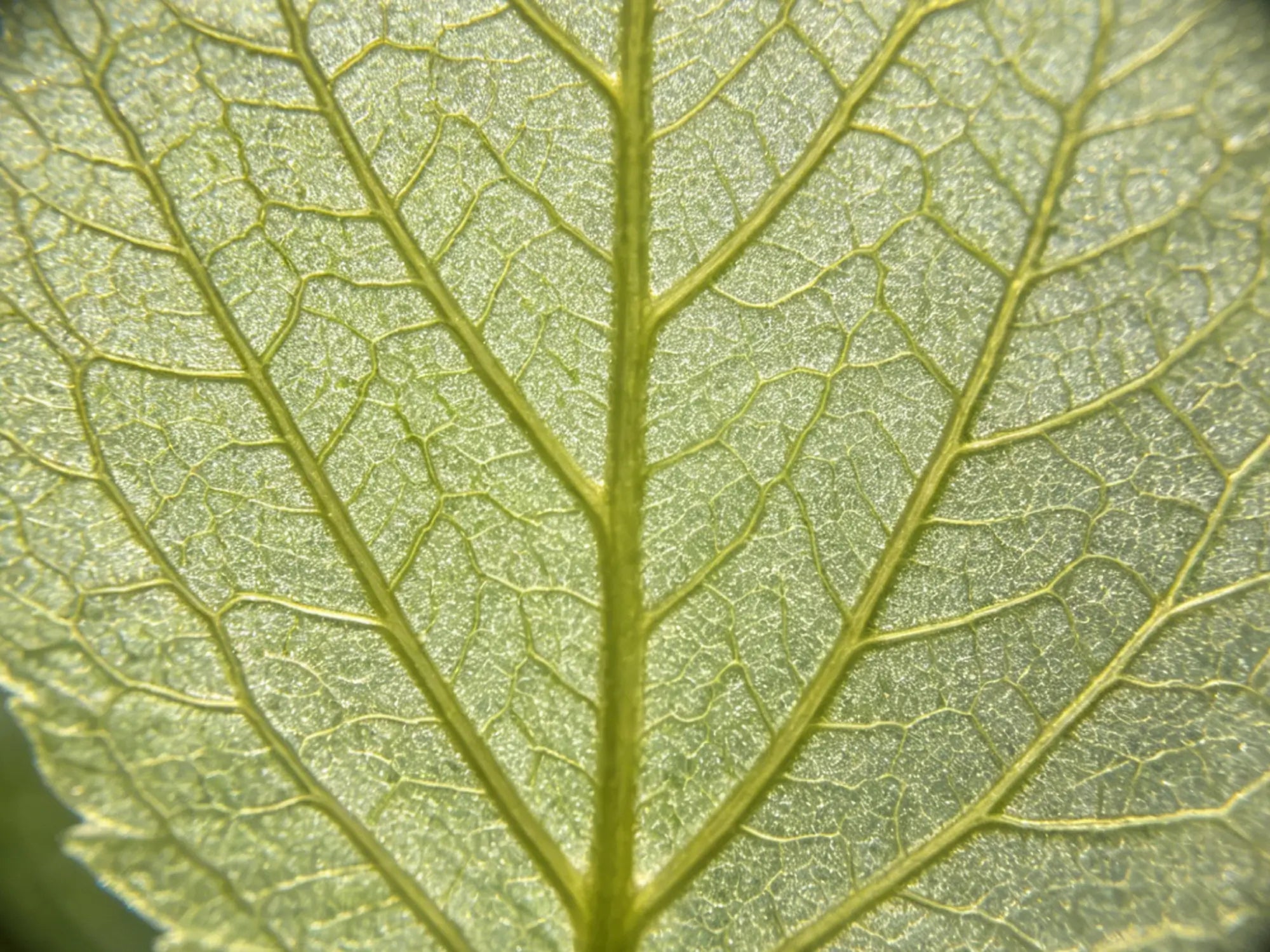 Close-up of a green leaf with detailed vein structure Shot on iPhone 17 Pro + APEXEL 300x Microscope