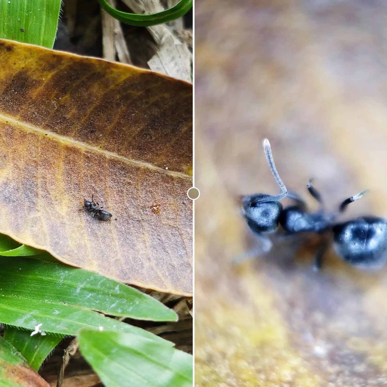 PhoneMicro 5 Smartphone Microscope APEXEL