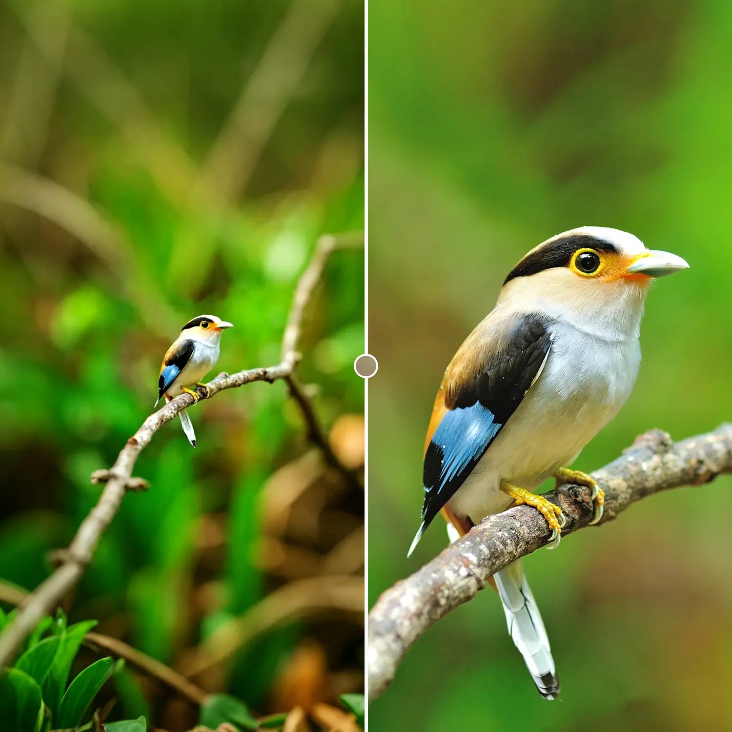 TeleCular 3 Series 20-60X Zoom Telephoto Lens APEXEL