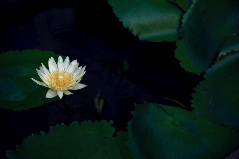 Top 6 mobile photography tips to bookmark