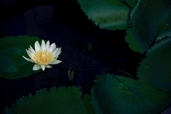Top 6 mobile photography tips to bookmark