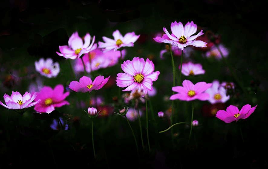5 Advantages of 35MM lens