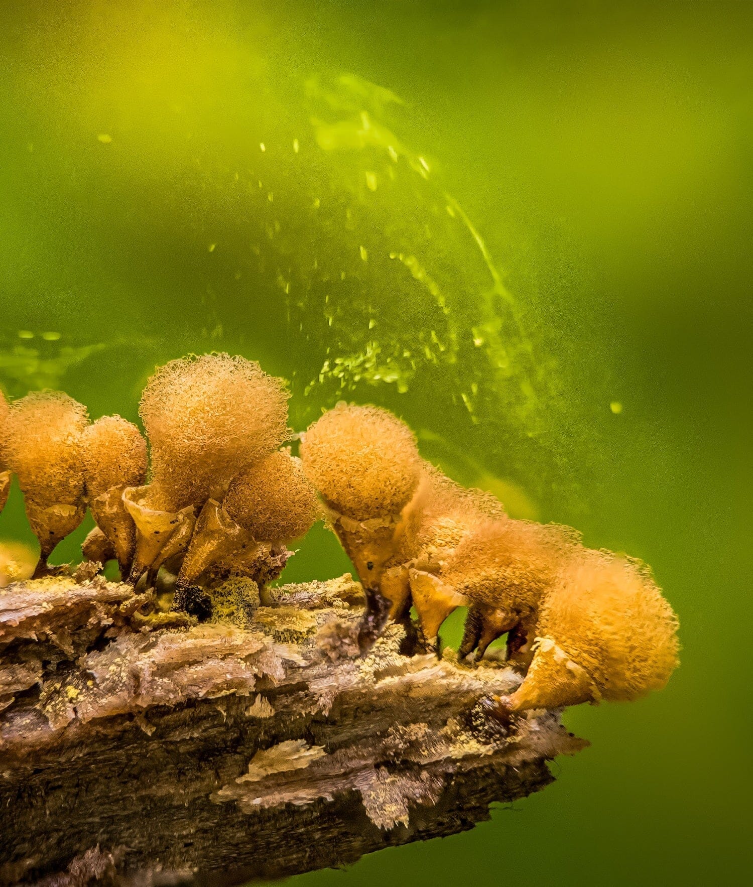 Tips til makrofotografering for begyndere, der bruger APEXEL-tilføjelsesobjektiver