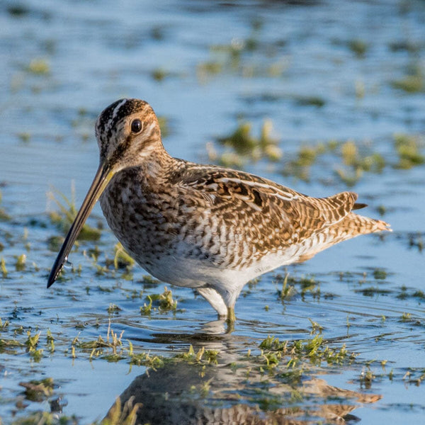 Beginner's Guide: 10 Essential Bird-Watching Tips for Every Nature Lover