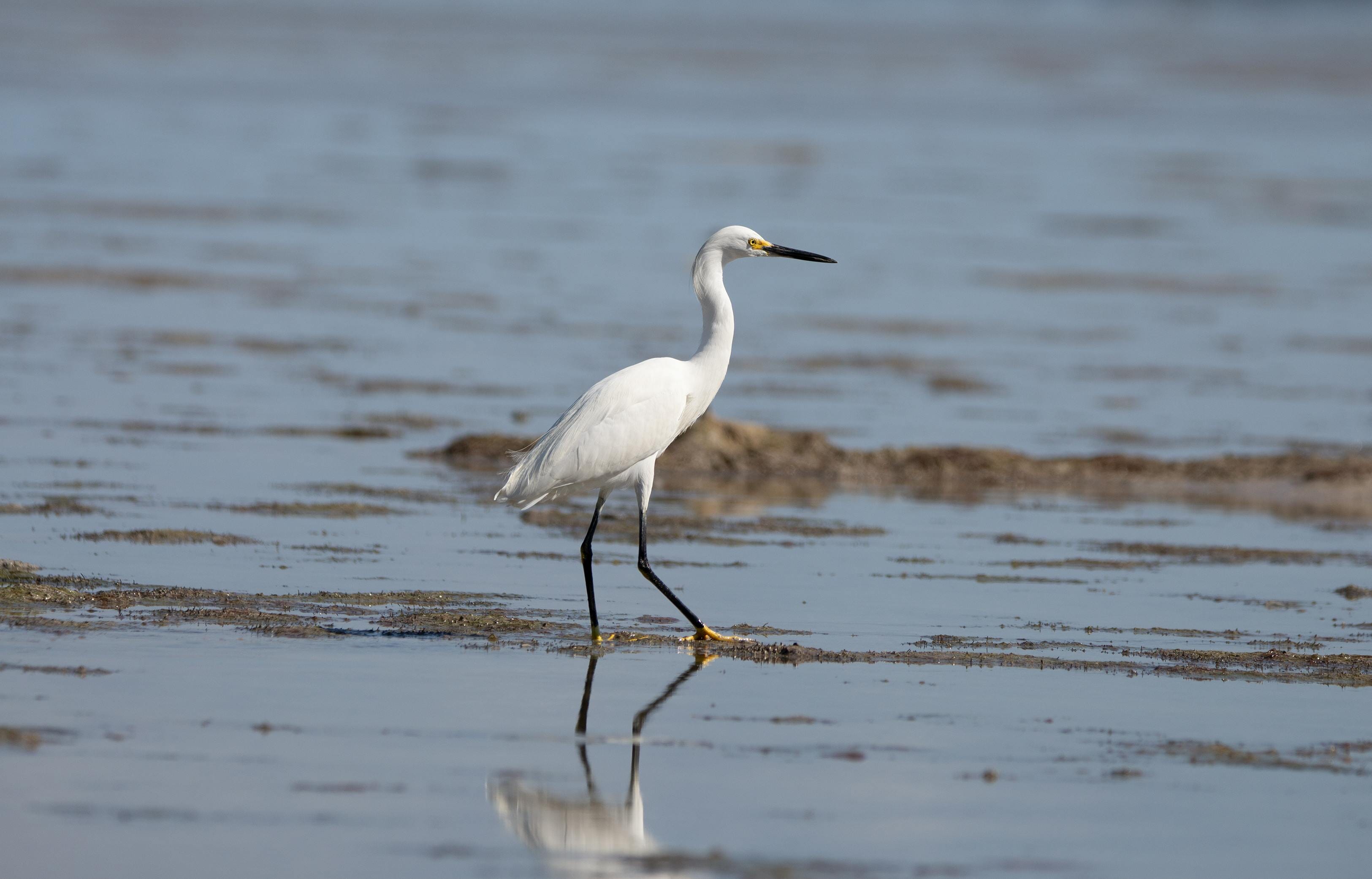 Die besten Orte zur Vogelbeobachtung im Winter: Top-Spots für jeden Vogelfreund.