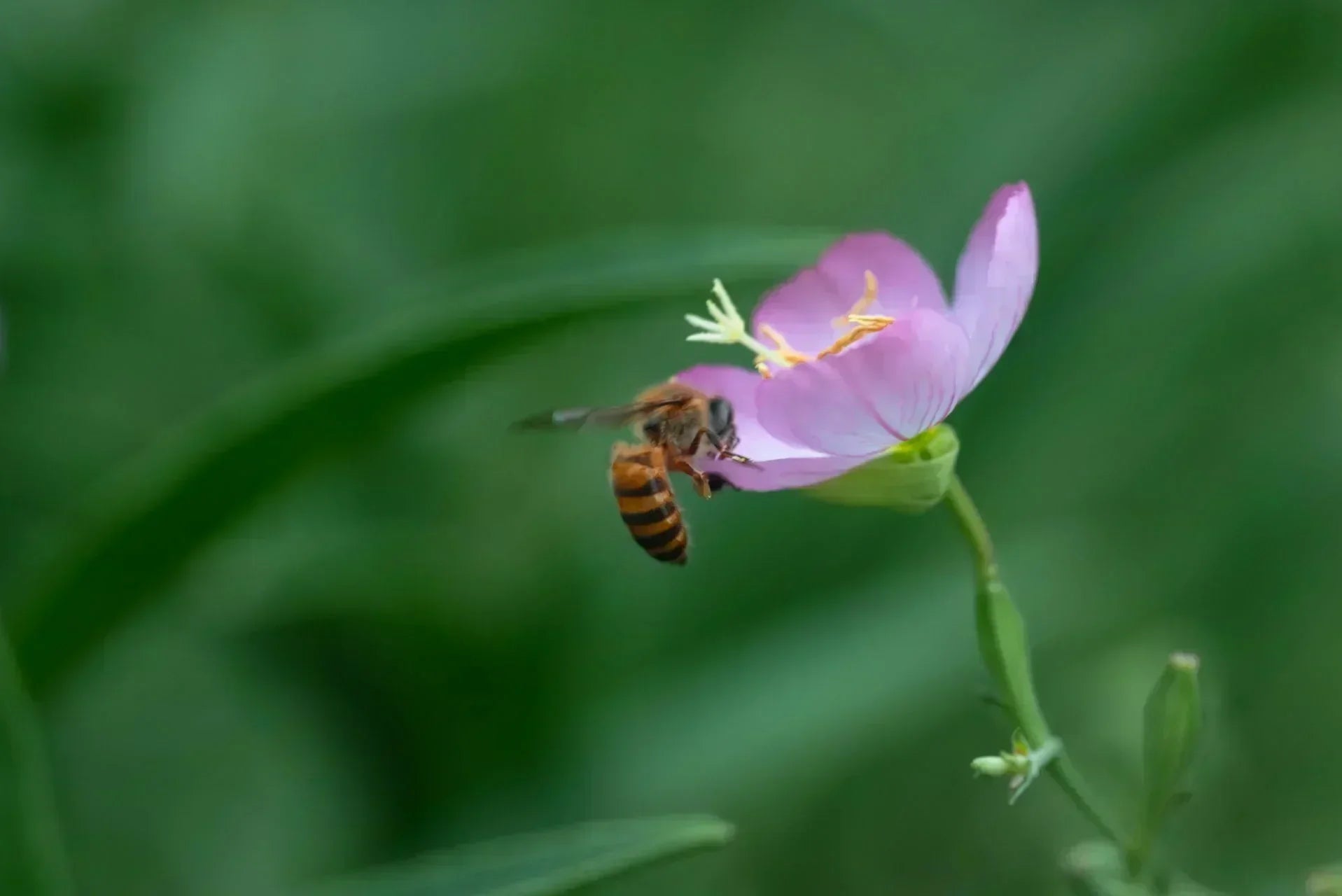 In die winzige Wildnis: Makrofotografie von Insekten und Blumen