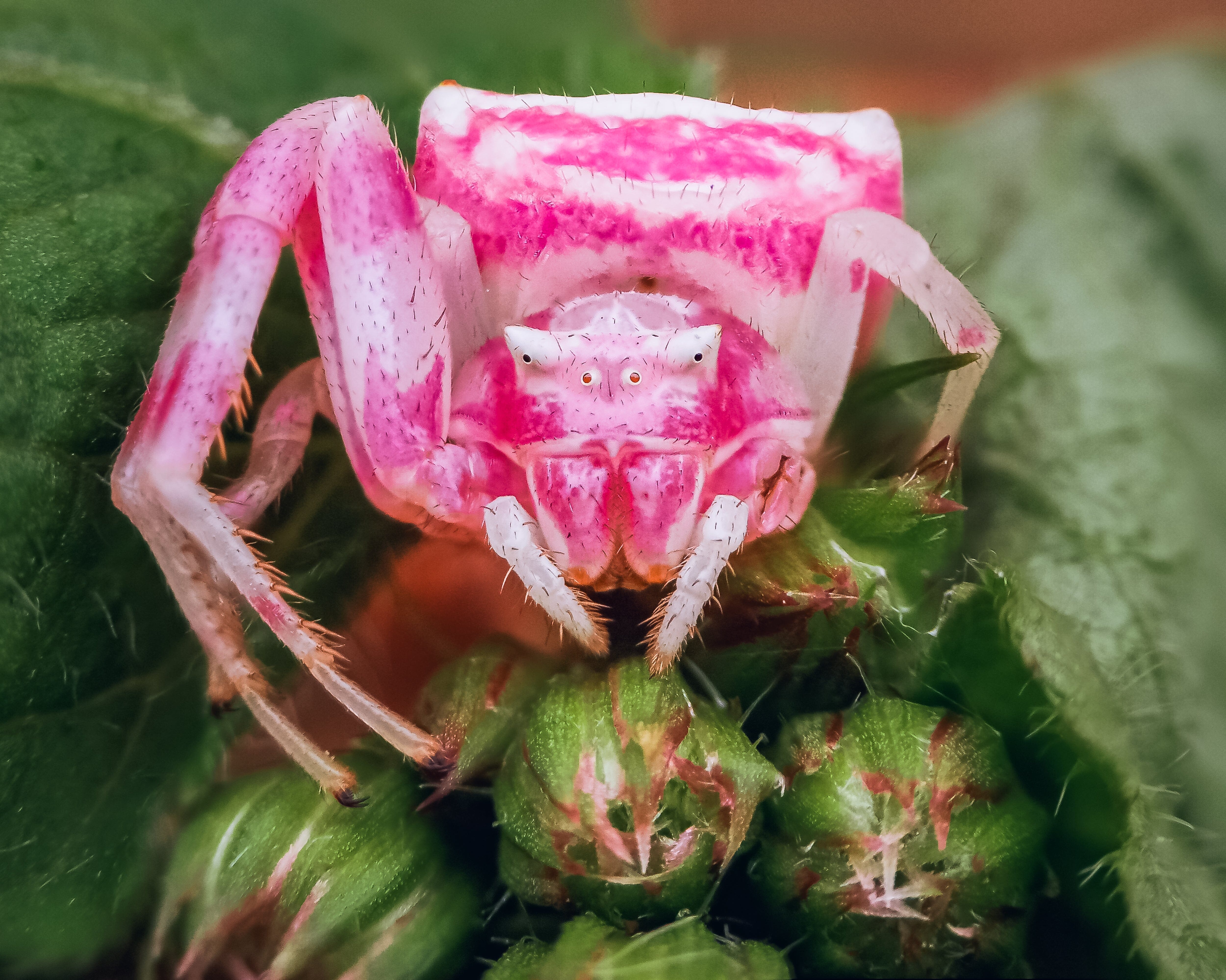 Verstehen Sie die acht Verwendungsmöglichkeiten des Objektivs in der Fotografie