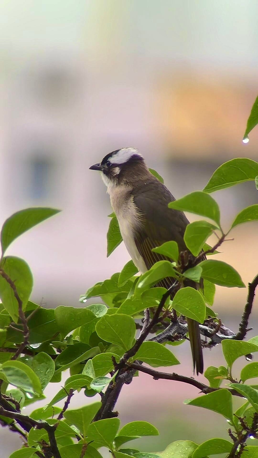 Vogelbeobachtungstipps für Anfänger: So gelingen bessere Vogelfotos mit mobilen Zusatzobjektiven