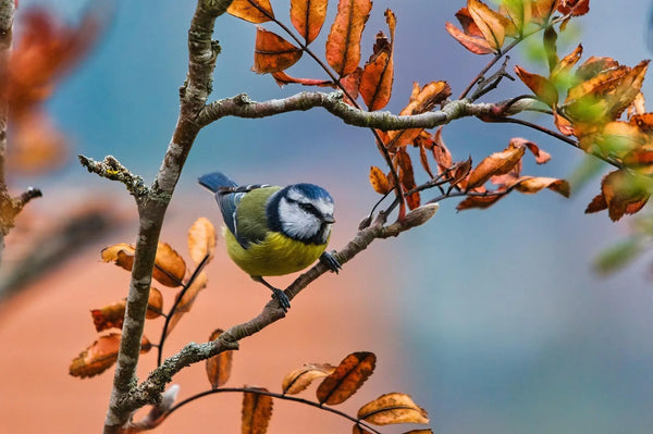 Phone Telephoto Lens for Birdwatching: A Practical Setup Guide