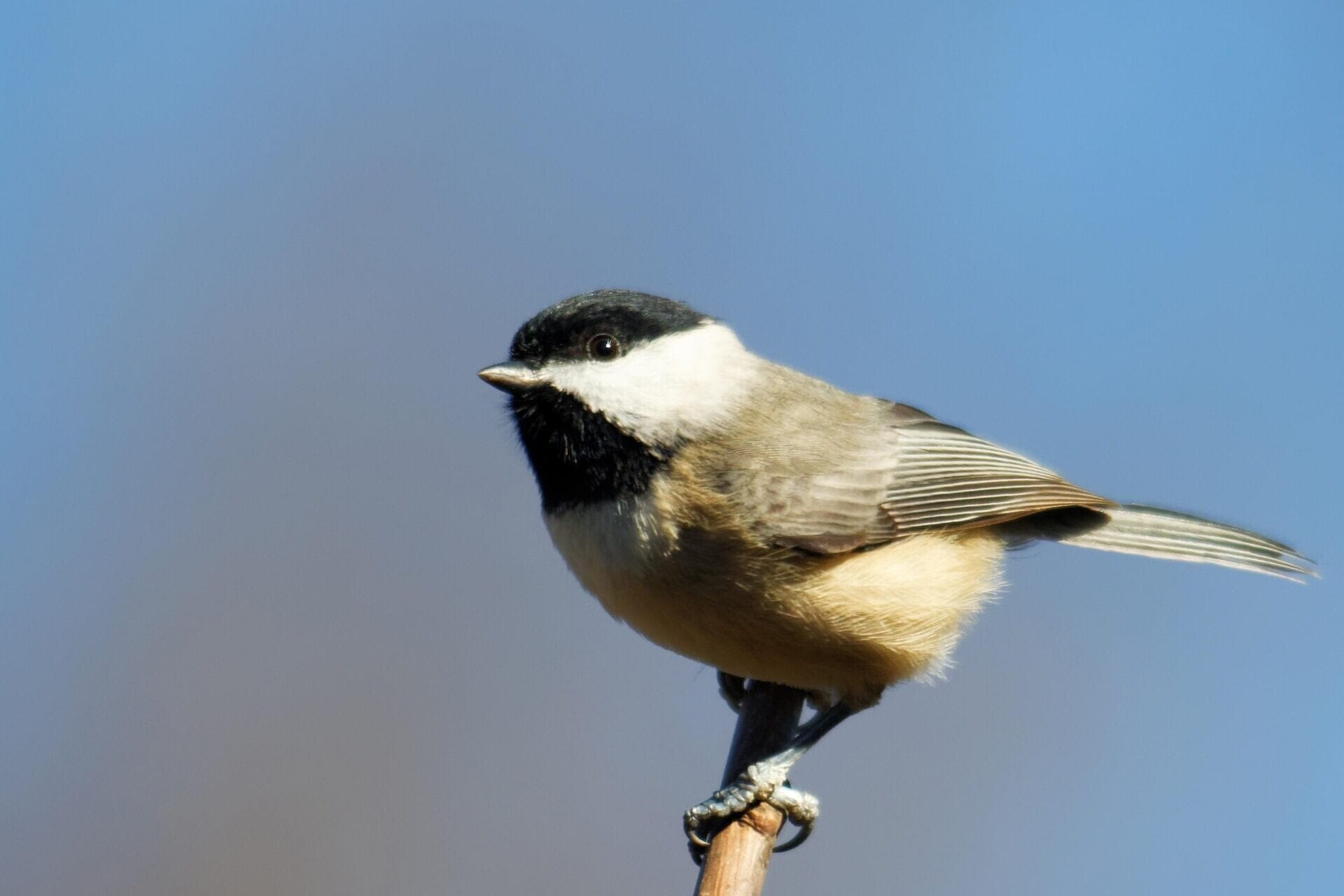 Die beste iPhone-Ausrüstung für die Vogelfotografie im Frühling