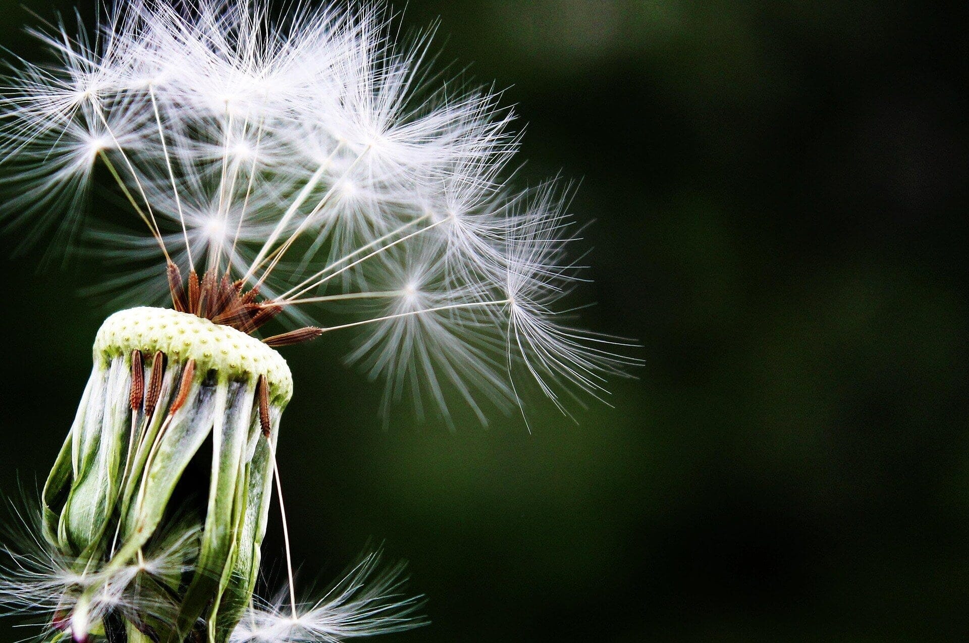 Tipps für wunderschöne Makrofotografie von Blumen mit dem iPhone während einer Frühlingswanderung