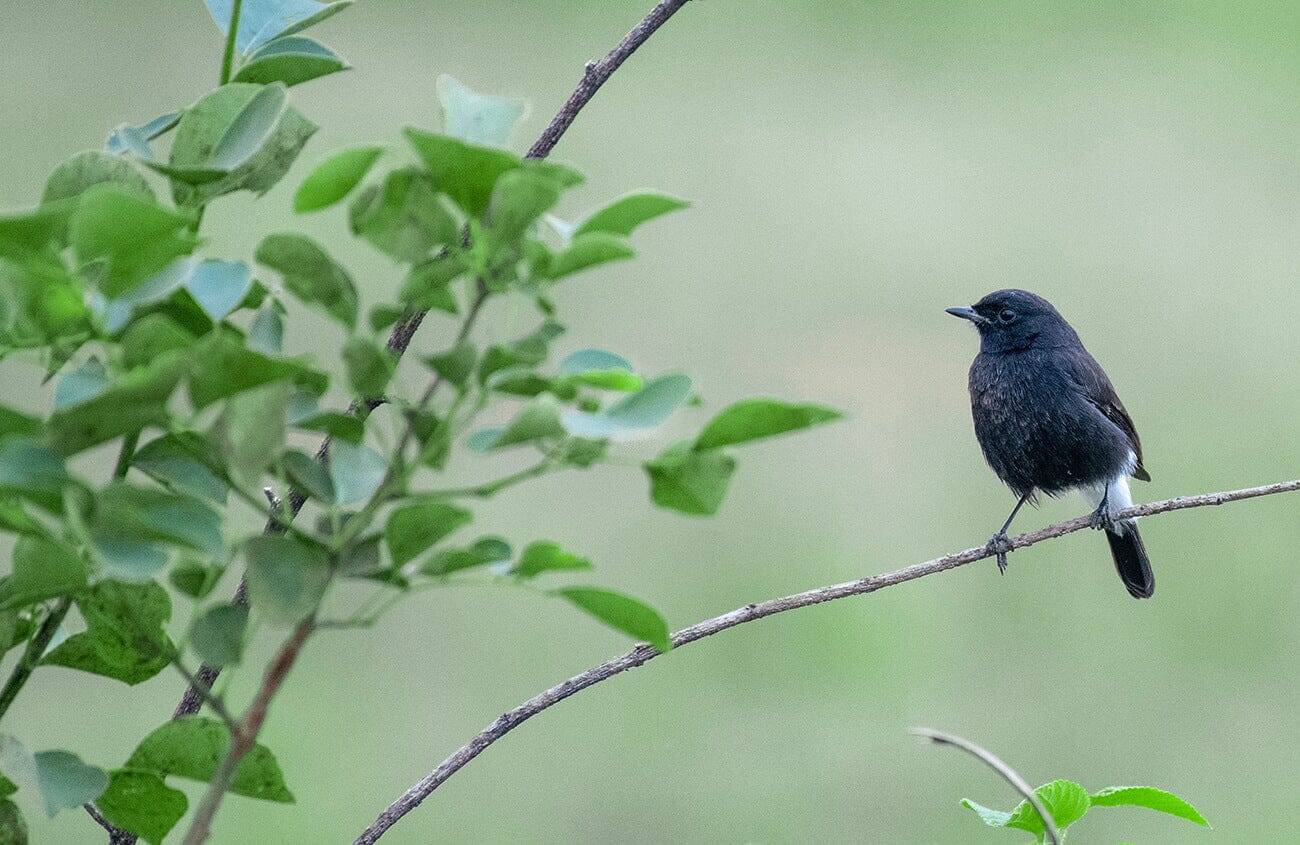 Der ultimative Begleiter für die Vogelbeobachtung: das 12X50 HD-Fernglas von Apexel