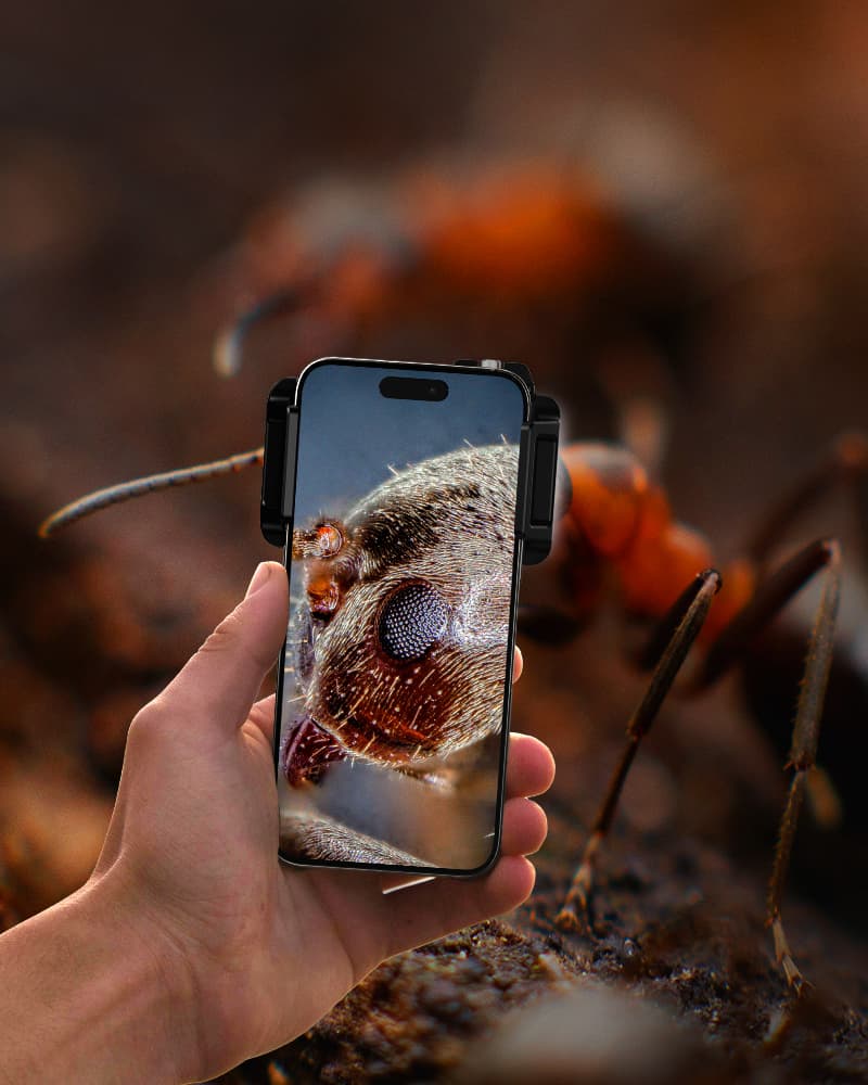 Hand holding a smartphone with a close-up of a spider on the screen, against a blurred natural background.
