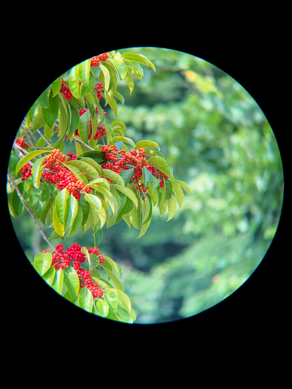 Use iPhone 17 Pro 1X Camera + Apexel TeleMacro Pro 10X Tele Close-up of green leaves with red berries against a blurred green background