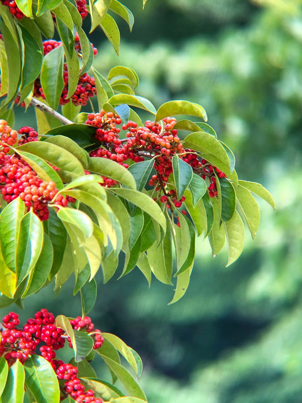Use iPhone 17 Pro 2X Camera + Apexel TeleMacro Pro 10X Tele Red berries on a green leafy branch with a blurred green background