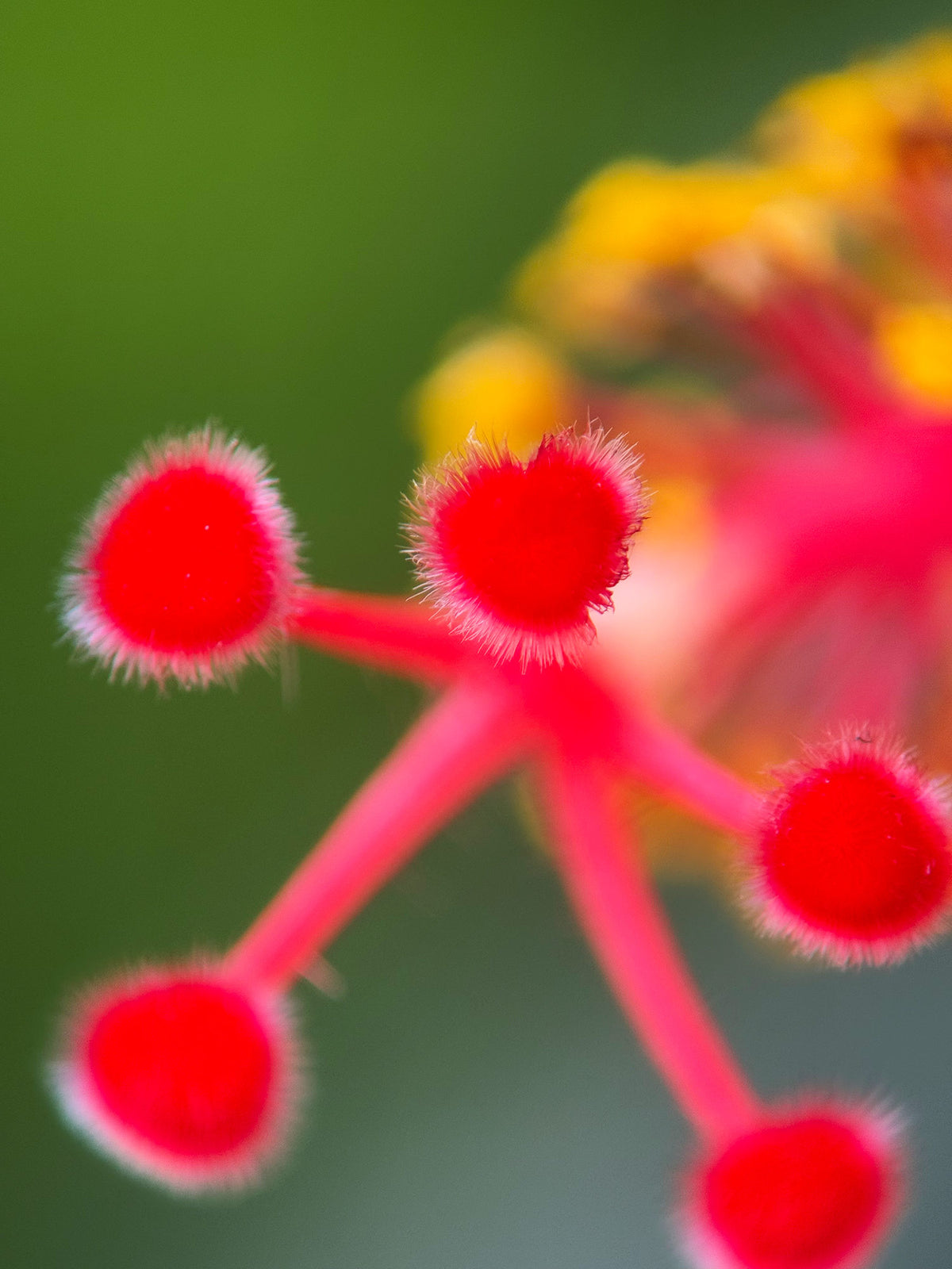 Close-up of red fuzzy spherical objects on a blurred green background.Shot with iPhone 16 Pro Max + APEXEL TeleMacro Pro 10X macro lens