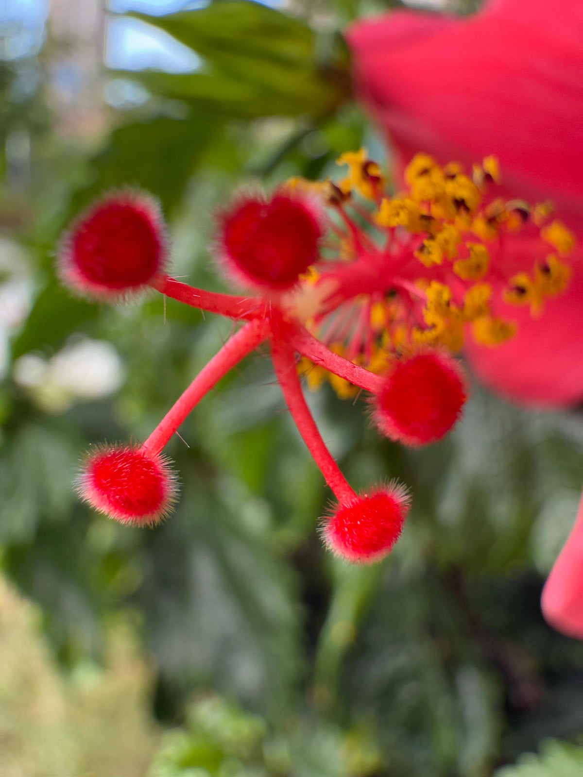 Shoot with iPhone 16 Pro Max,Close-up of a red flower with yellow stamens and green leaves in the background