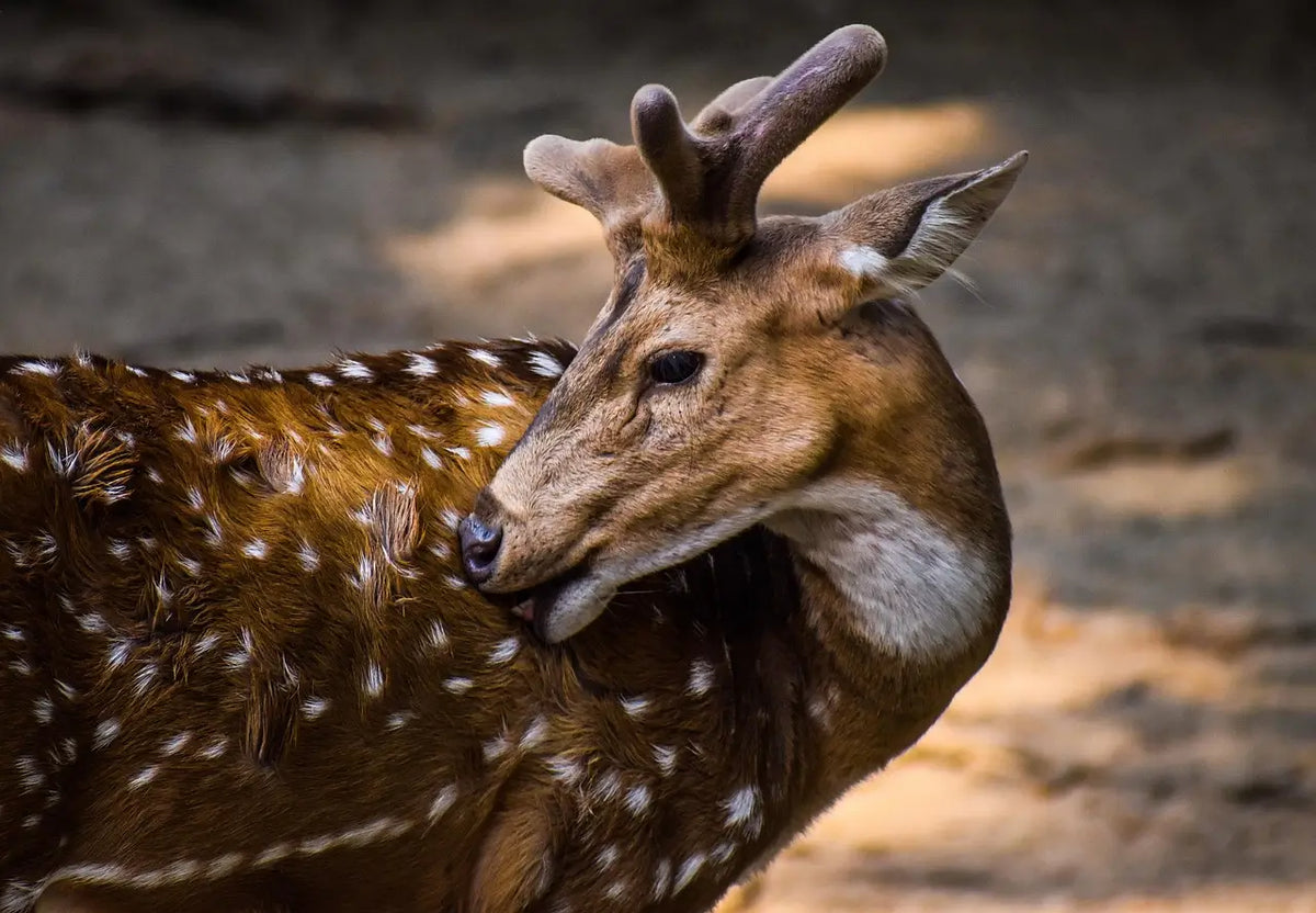 Wildlife Observation