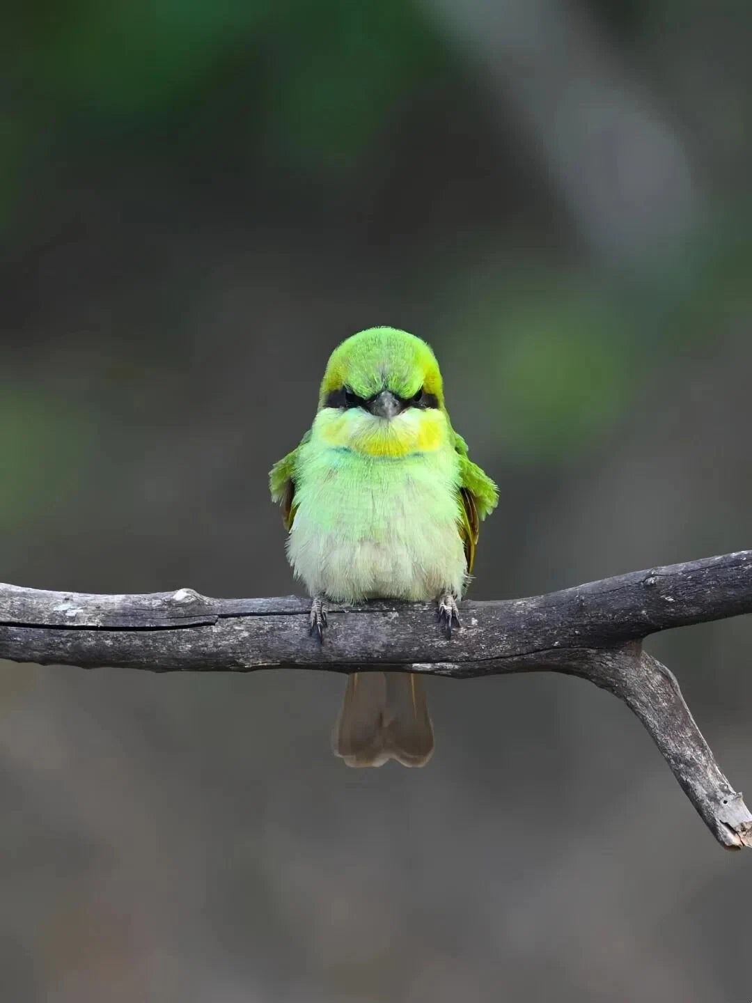 Birdwatching