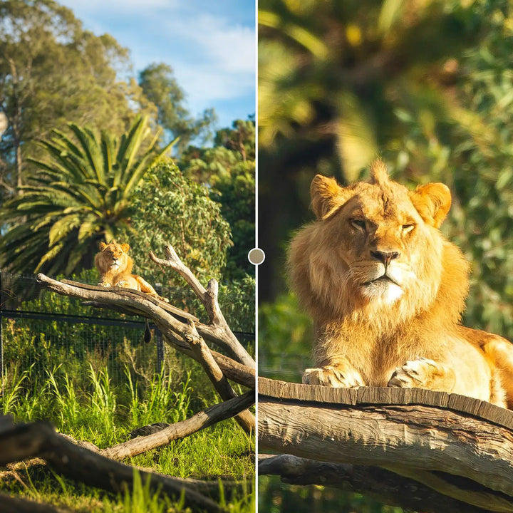 TeleZoom 5–10X zoomteleobjektiv Mobilt fotograferingstilbehør APEXEL