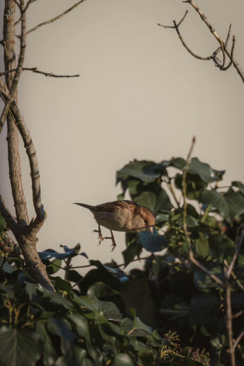 Bird-wildlife Photography