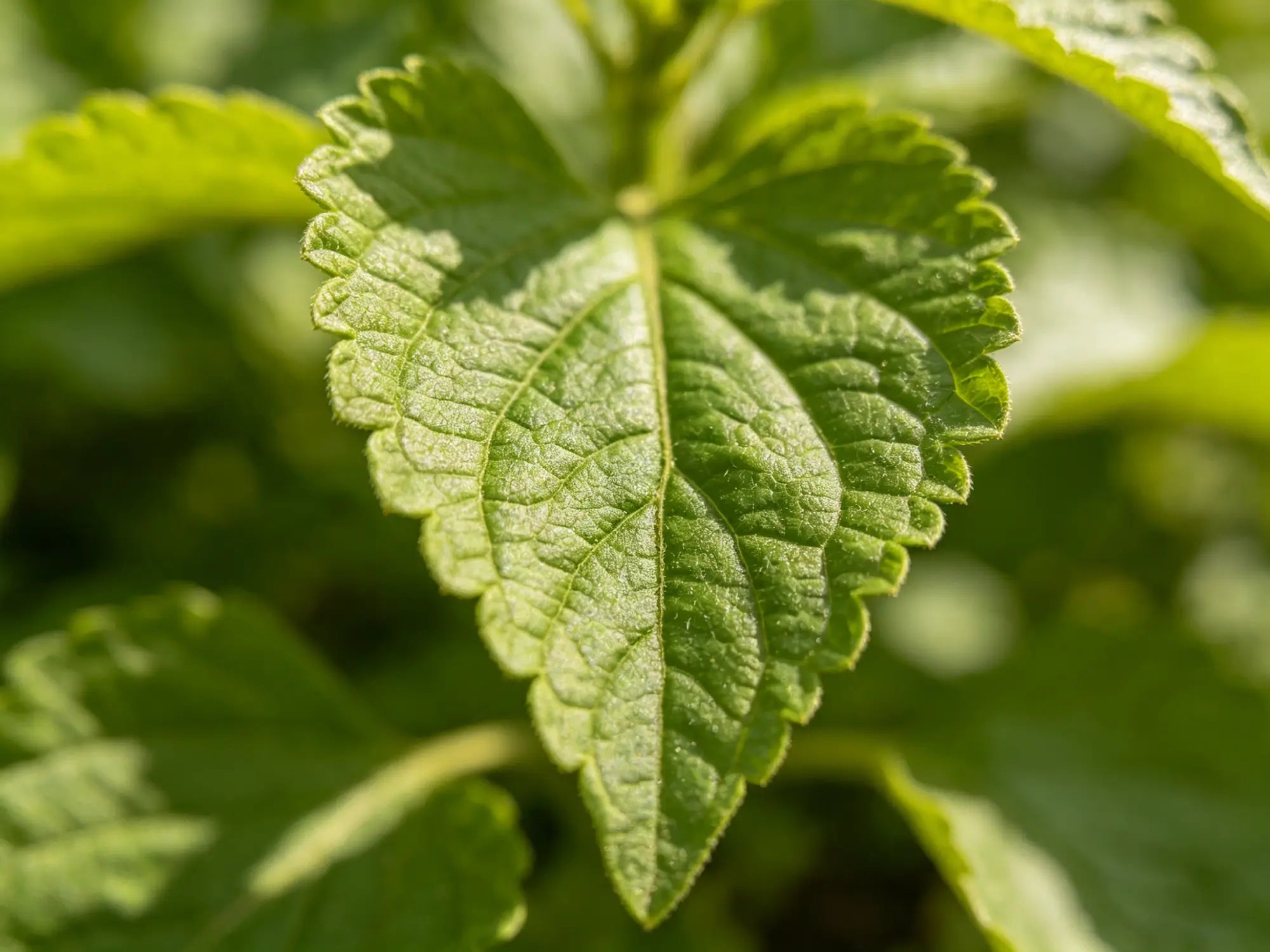 Close-up of a green leaf with a blurred green background Shot on iPhone 17 Pro + APEXEL Zoom Macro