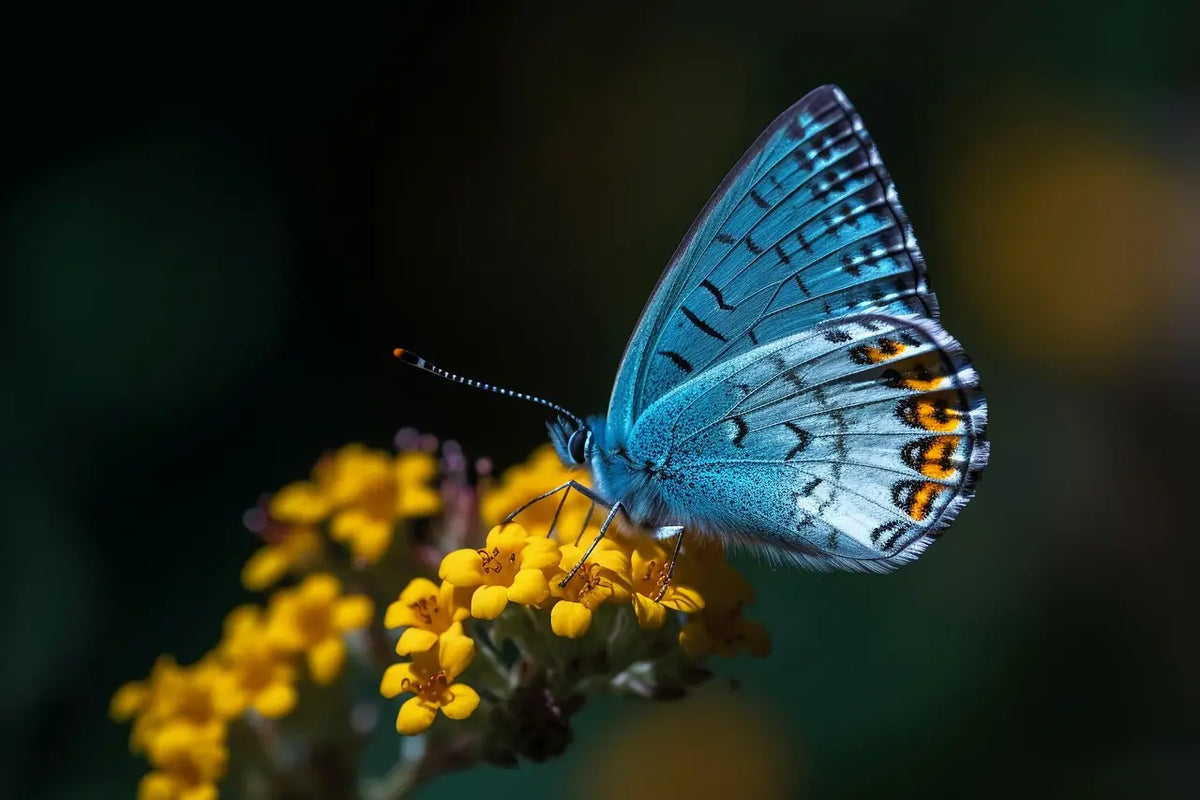 Macro