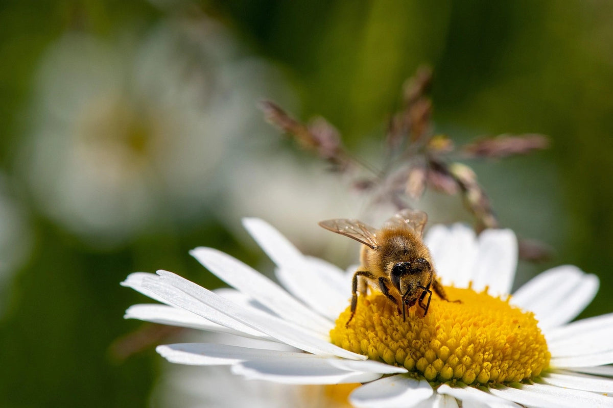 Flowers & Insects