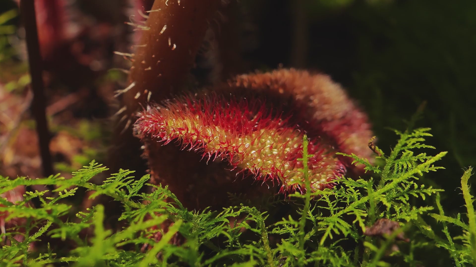 Load video: Apexel macro lenses list